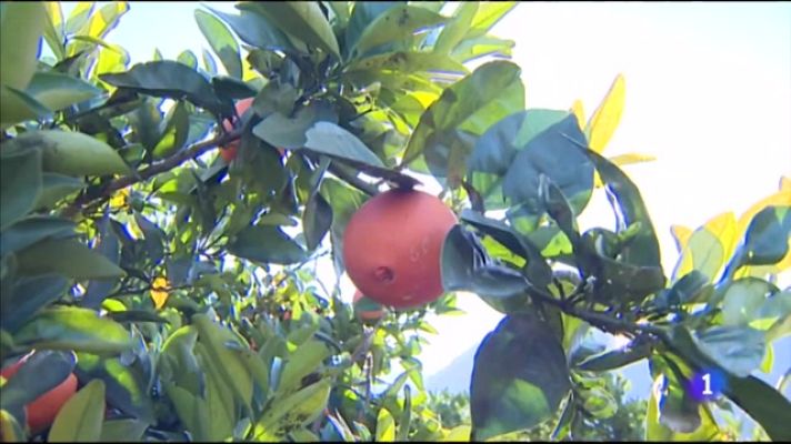 L'informatiu - Comunitat Valenciana - L'Informatiu Comunitat Valenciana 2 - 28/02/22