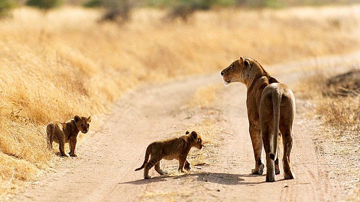 La era de los grandes gatos - El dominio del mundo