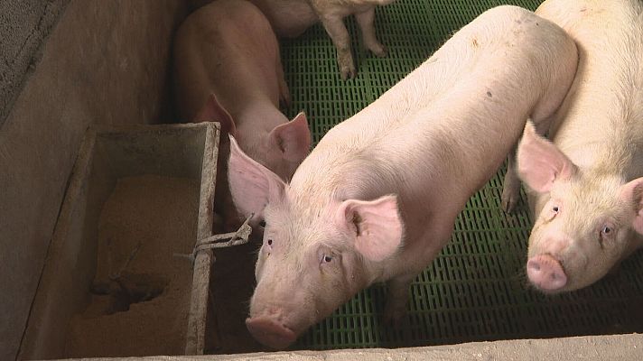 Telecanarias - Suben los precios de piensos, transporte, combustible y electricidad