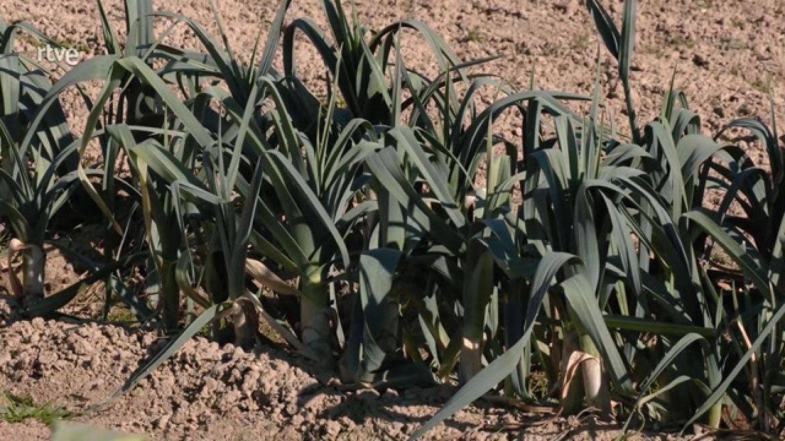 Aquí la Tierra - Puerro, apio y ajo rojo, la siembra de la luna menguante