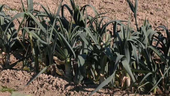 Aquí la Tierra - Puerro, apio y ajo rojo, la siembra de la luna menguante