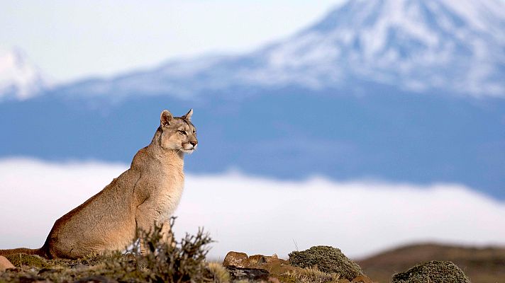 La era de los grandes gatos - Supervivientes
