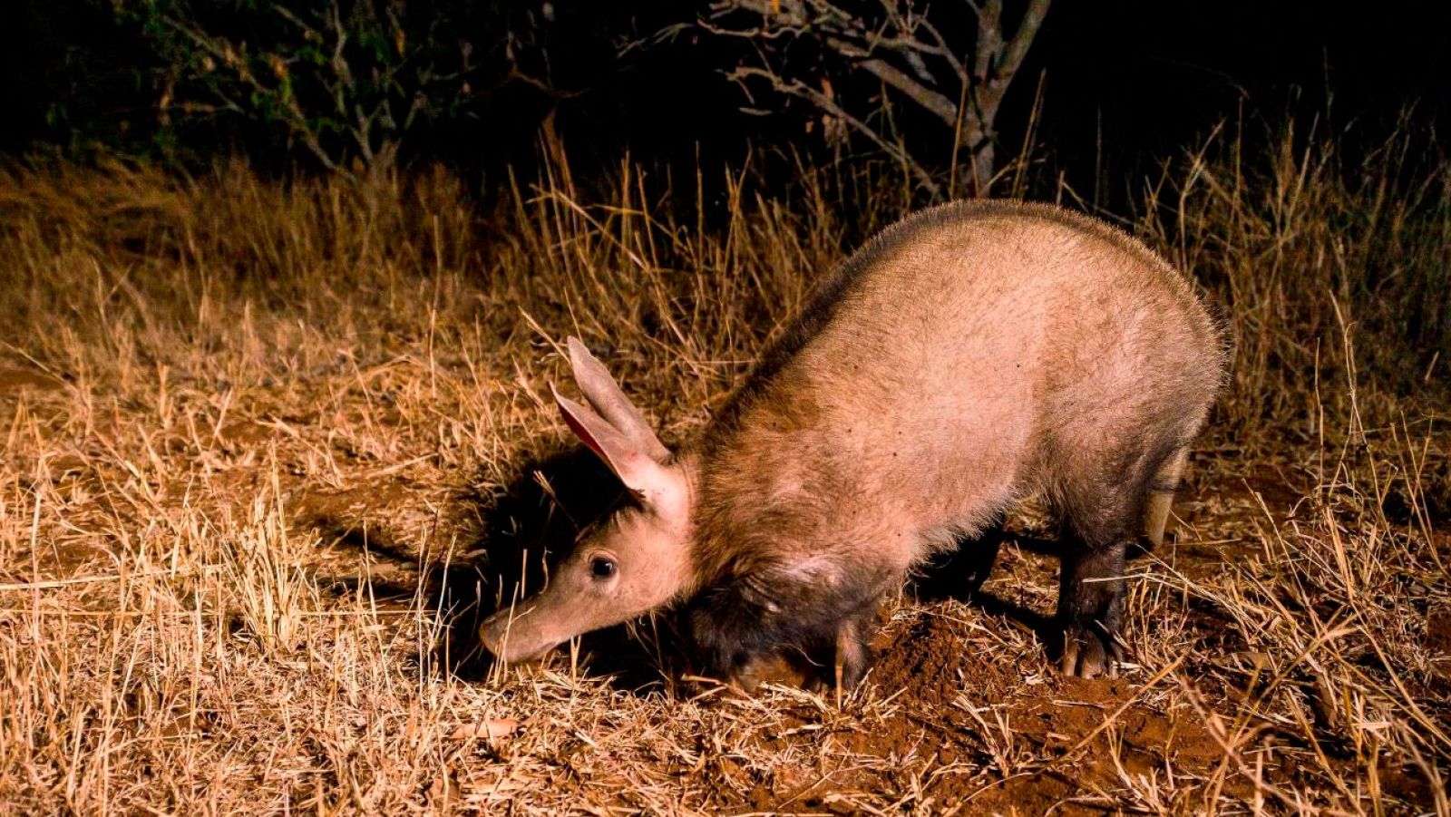 Som Documentals - Companys de pis a la sabana africana