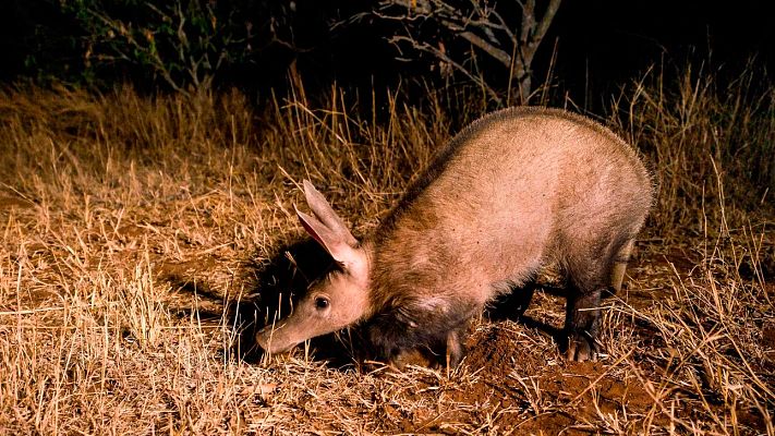 Som Documentals - Companys de pis a la sabana africana