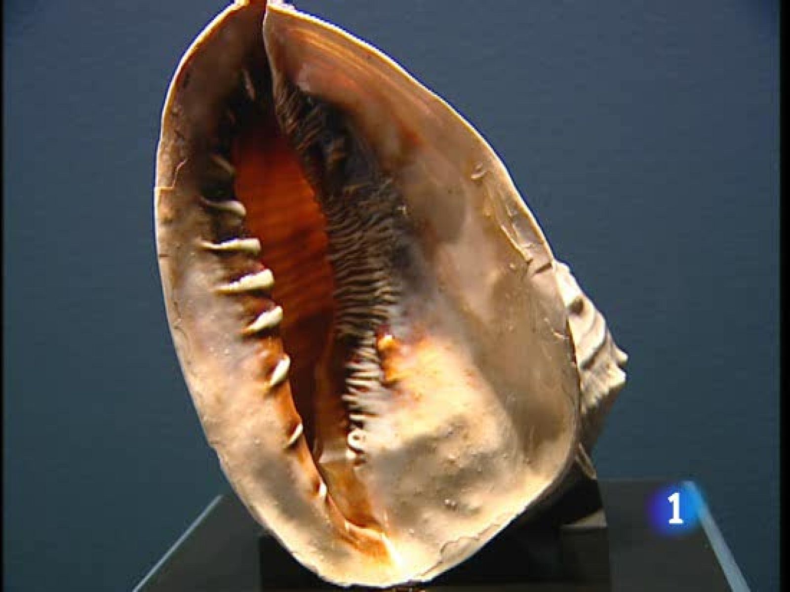 Visitamos la mayor colección de caracolas del mundo | Ver