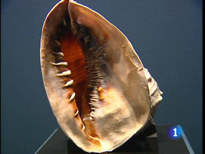 Visitamos la mayor colección de caracolas del mundo | Ver