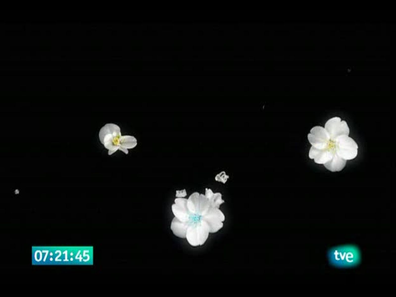 La flor más hermosa - El Jardín de los Sueños | Ver