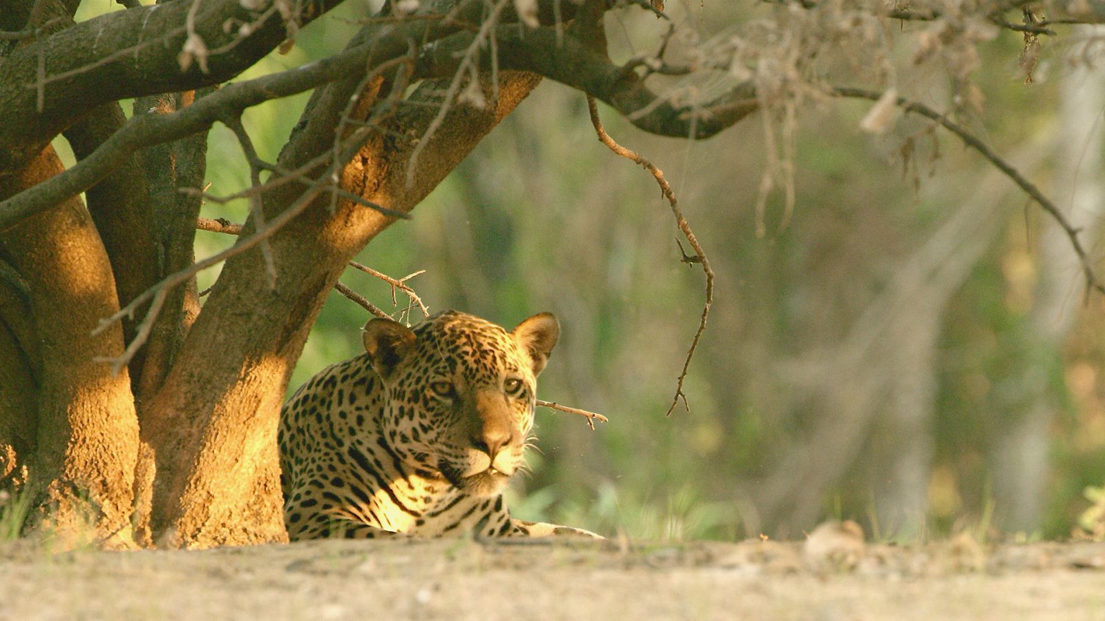 La era de los grandes gatos - Episodio 1: Los orígenes - ver ahora