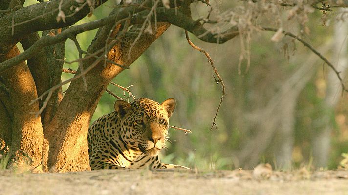 La era de los grandes gatos - Los orígenes