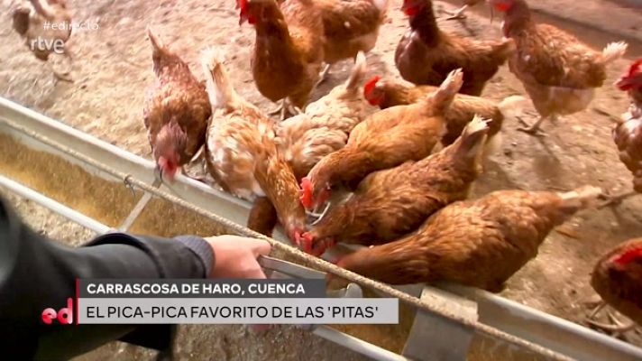 España Directo - As�� son los mejores huevos del mundo