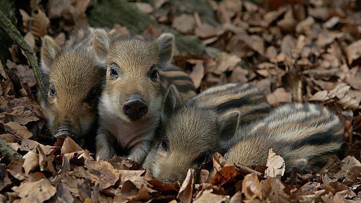 Somos Documentales - Tiernas y salvajes: adorables crías animales