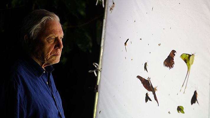 La conquista de los cielos de David Attenborough - Los primeros en volar
