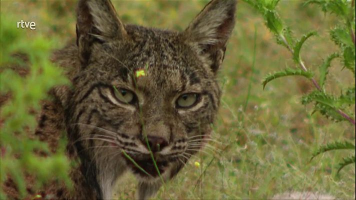 Jara y sedal - Los ojos del lince