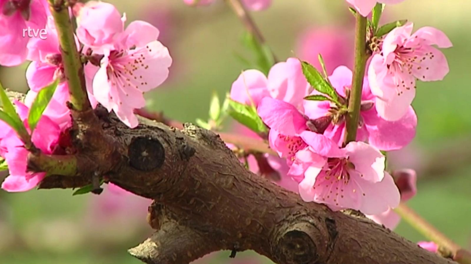 Aquí la Tierra - 11/03/22 - ver ahora