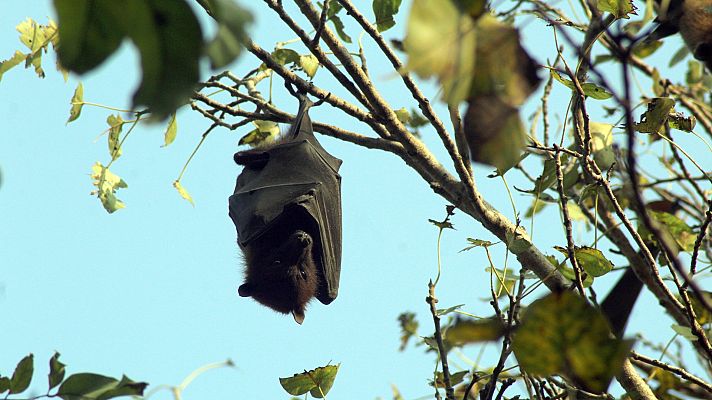 Telediario 2 - Cazadores de virus
