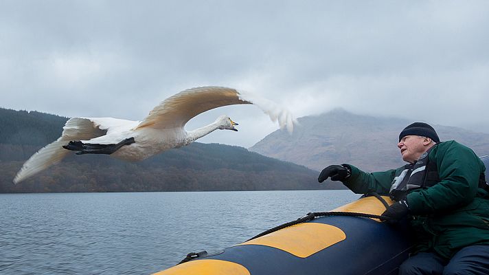 La conquista de los cielos de David Attenborough - Rivales