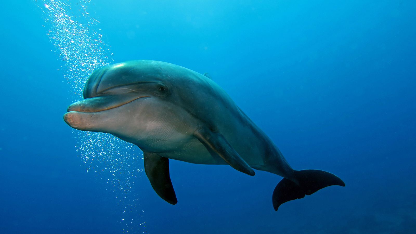 Supersentidos - Episodio 1: Los especialistas - ver ahora