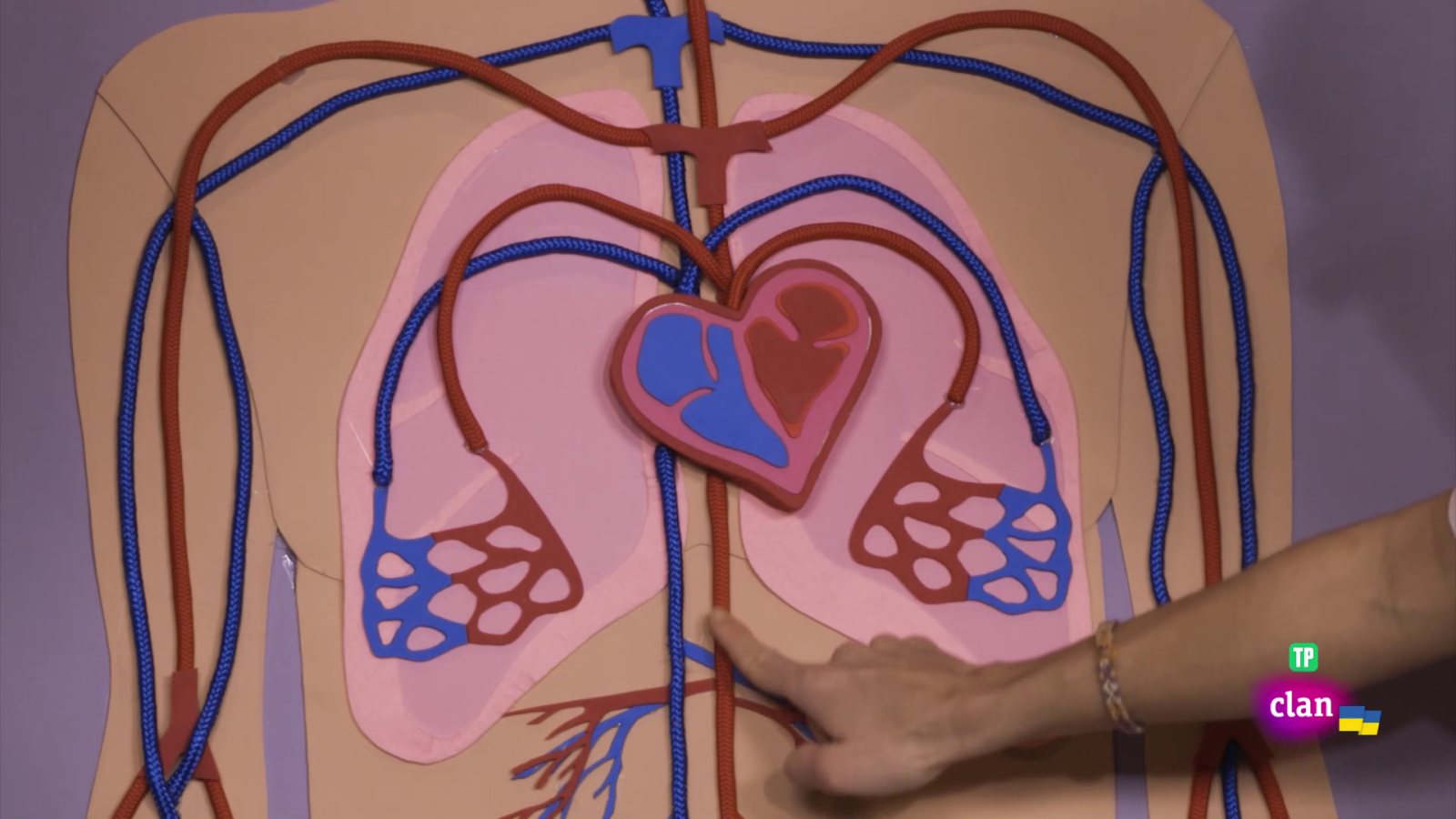 CIENCIAS NATURALES - La sangre - Aprendemos en Clan | Ver