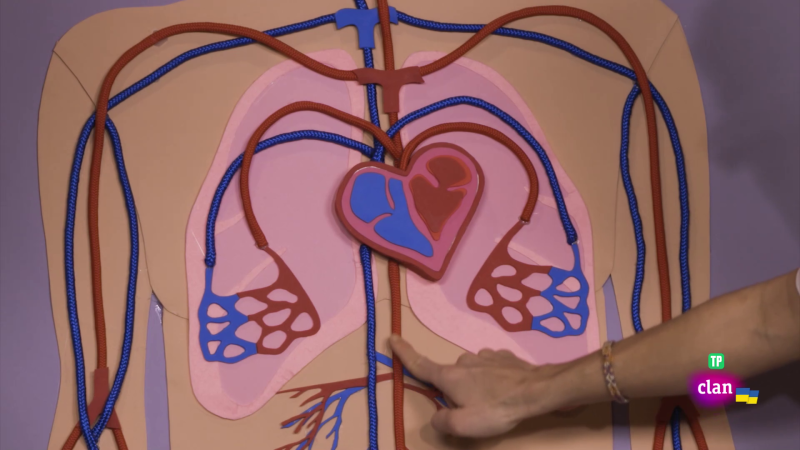 CIENCIAS NATURALES - La sangre - Aprendemos en Clan | Ver