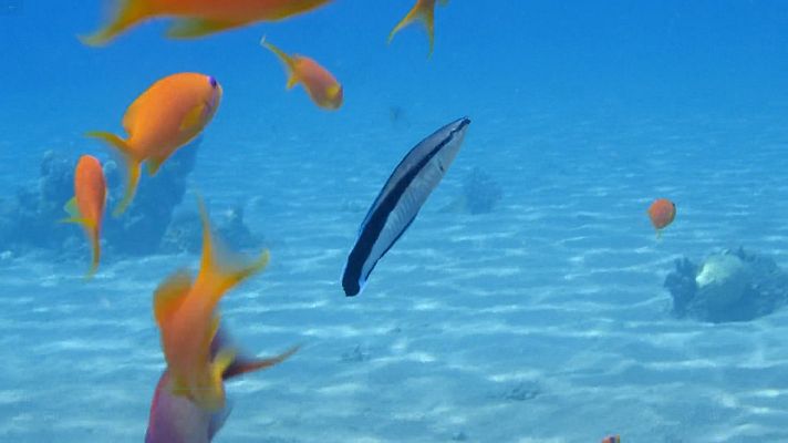 ¡Qué animal! - Los mejores peces limpiadores del mundo