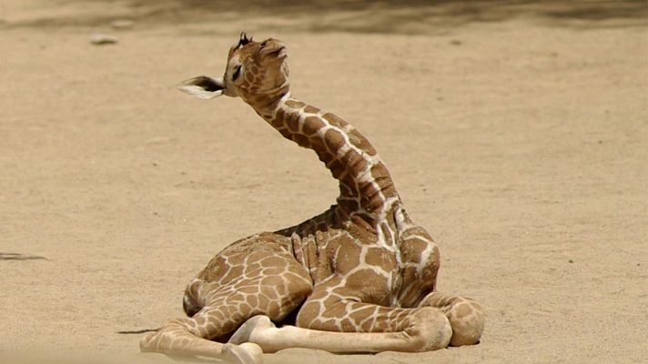 ¡Qué animal! - No estamos perdiendo el tiempo cuando dormimos