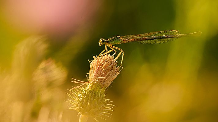 ¡Qué animal! - ¿Cómo cazan las ninfas de libélula?