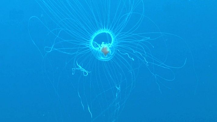 ¡Qué animal! - La medusa Turritopsis dohrnii y su inmortalidad