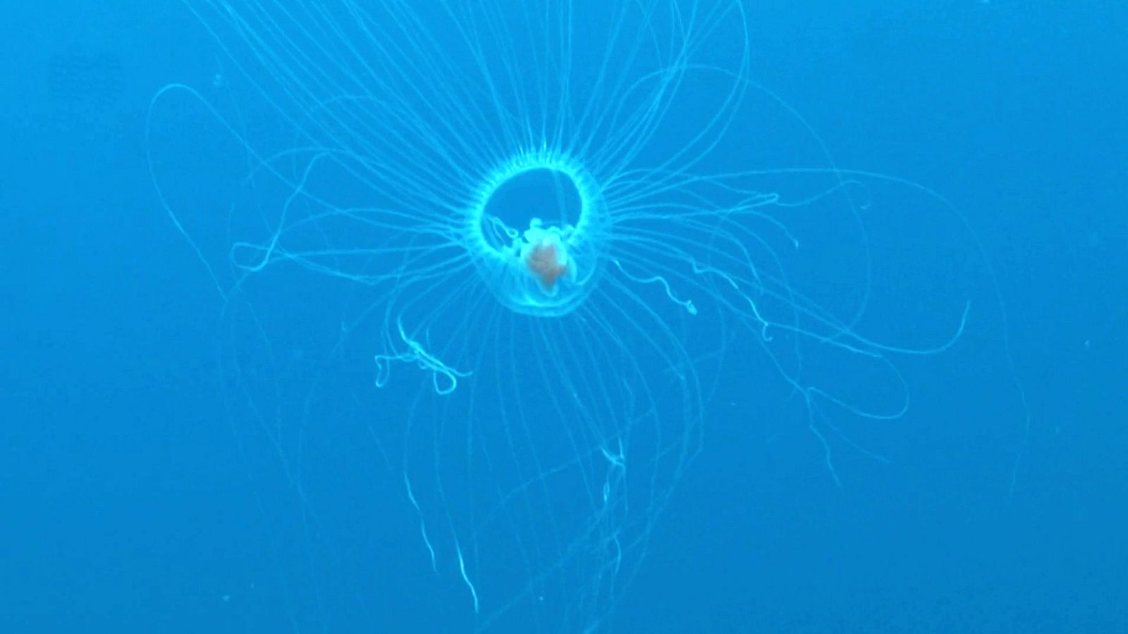 Que animal - La medusa