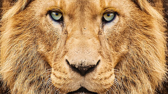  - ¿Por qué los ojos de los felinos brillan en la oscuridad?