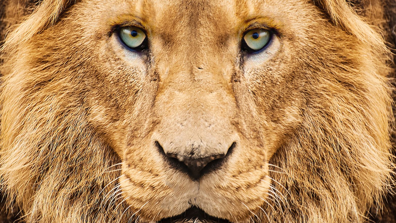 ¿Por qué los ojos de los felinos brillan en la oscuridad?