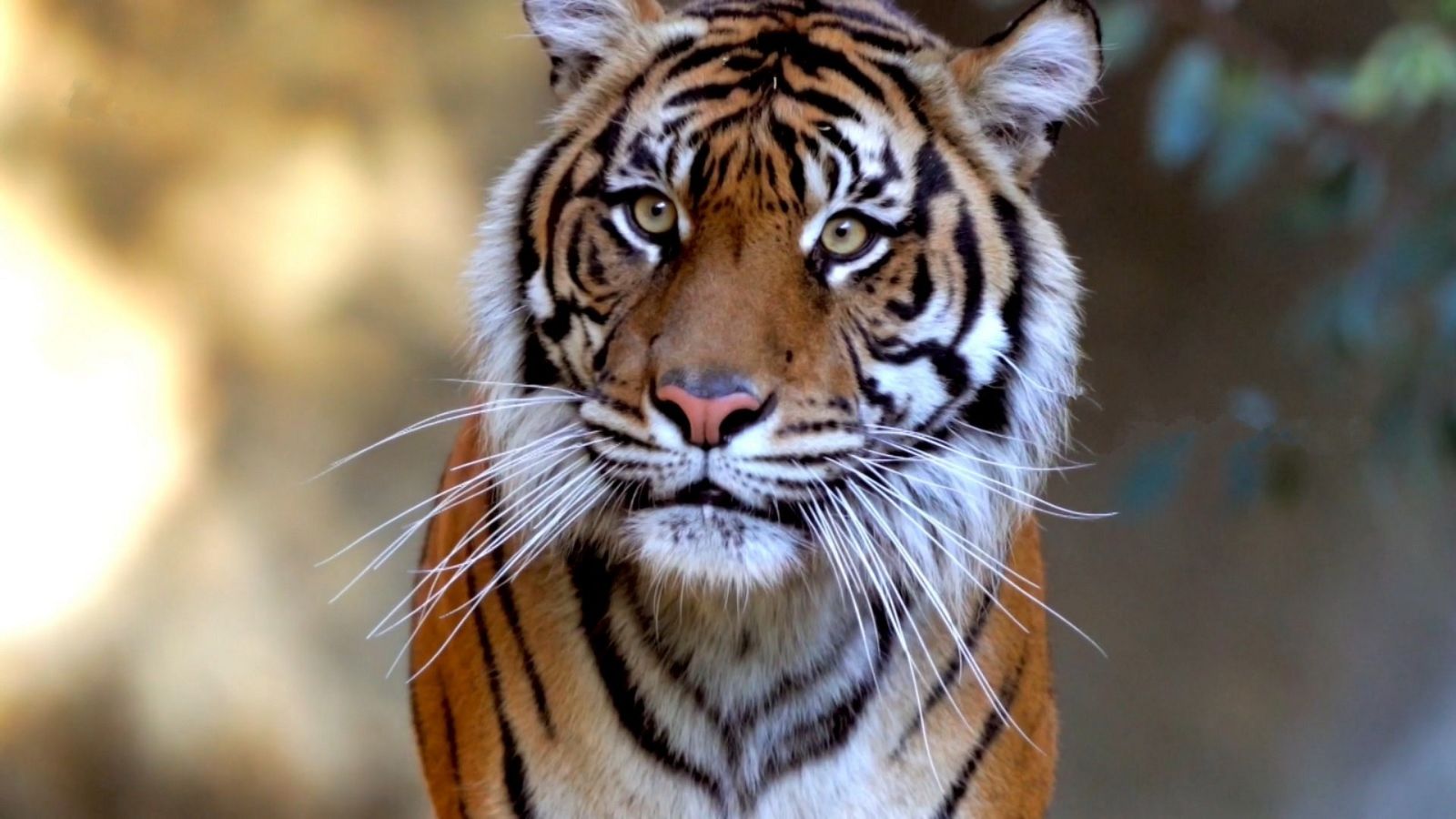 Que animal | Los felinos