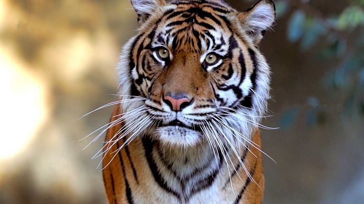 ¡Qué animal! - ¿Por qué pueden rugir los felinos?