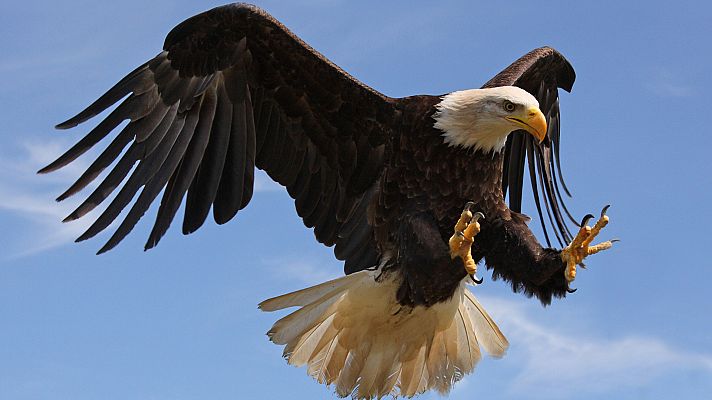 Supersentidos. Fuerzas especiales - Fuerzas aéreas