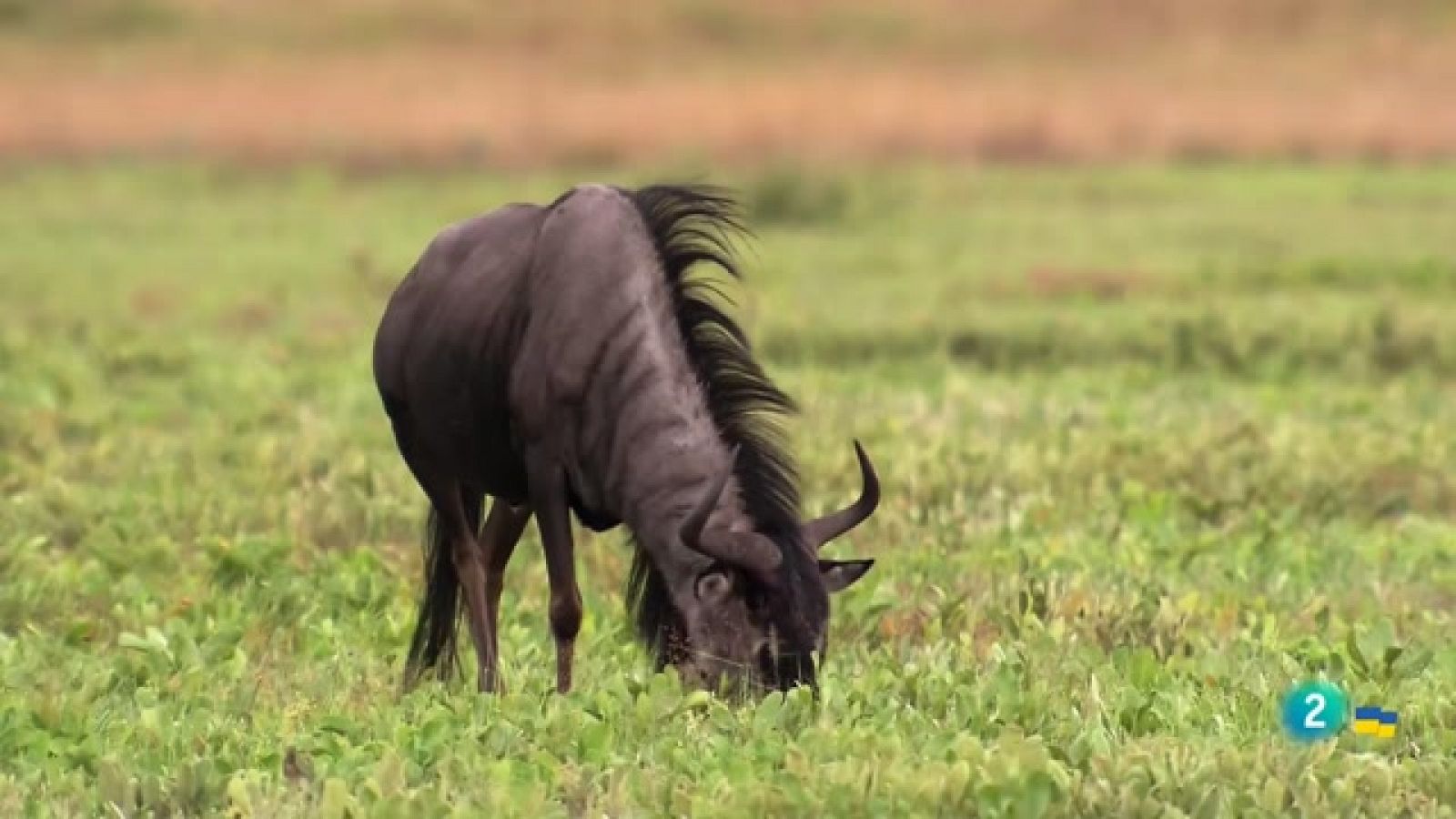 Som Documentals - Els regnes dels depredadors d'Àfrica: Les sabanes