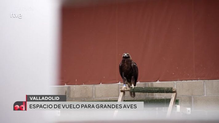 España Directo - Recuperación de aves: así se sana un águila imperial
