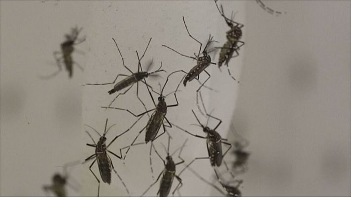 Telecanarias - Activado el protocolo contra la expansión del mosquito Aedes