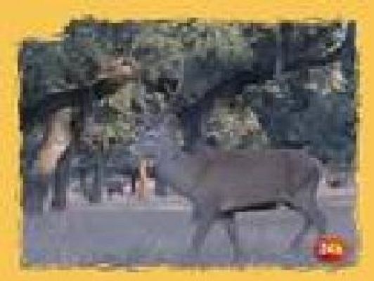 Ciencia y tecnología en Rtve.es - Conservación en marcha