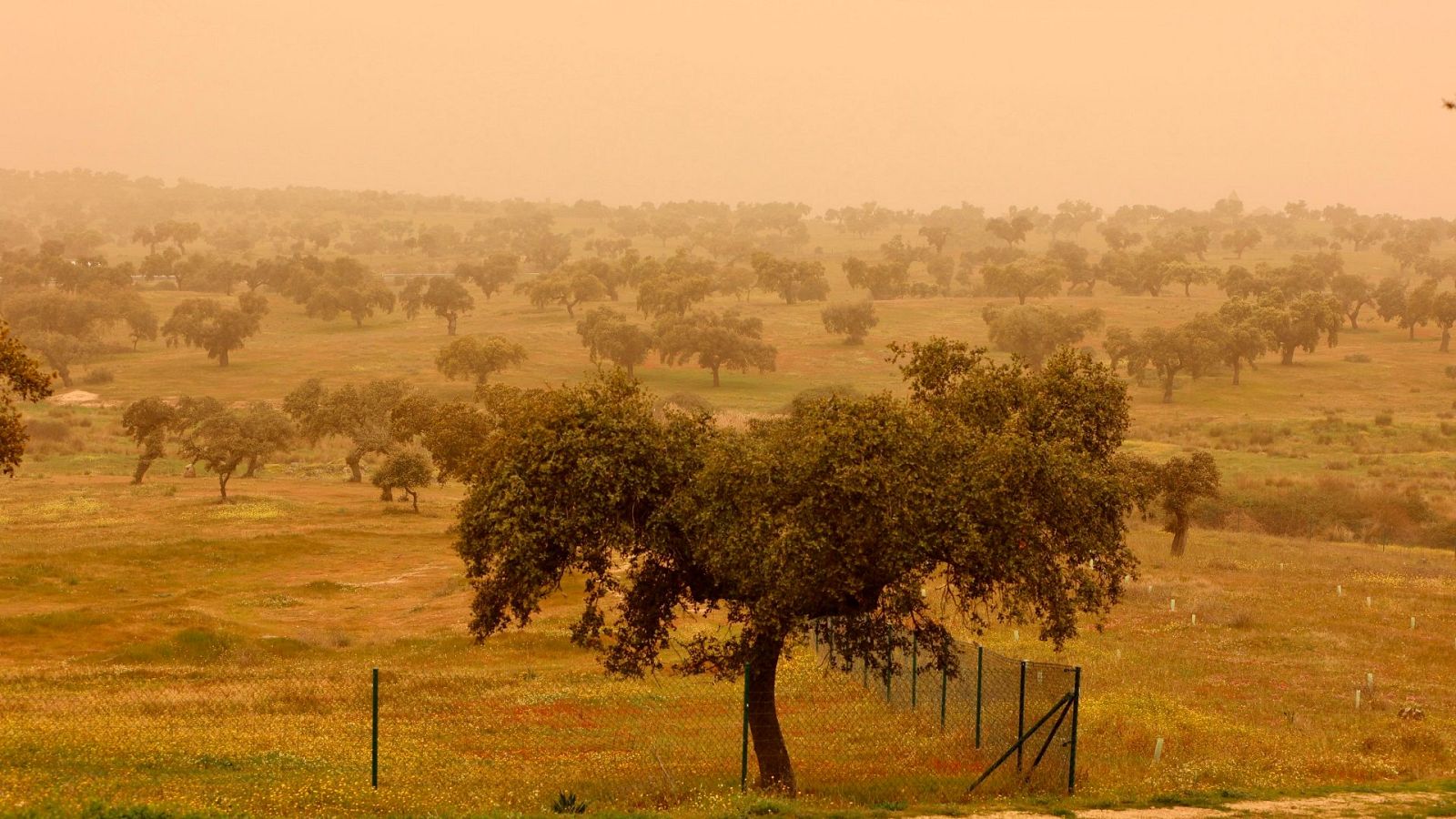 Más nutrientes y más microalgas: los beneficios de la calima para la naturaleza