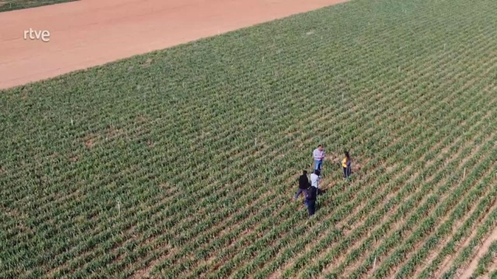 Aquí la Tierra - Los calçots manchegos sí existen