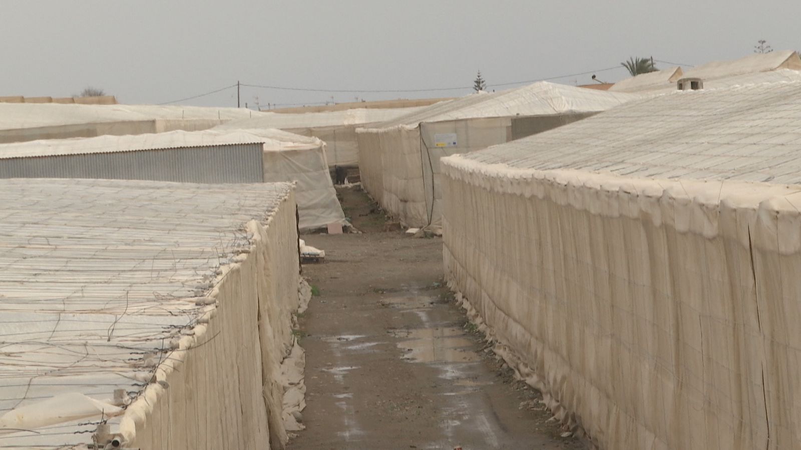 La huelga paraliza el campo - Ver ahora