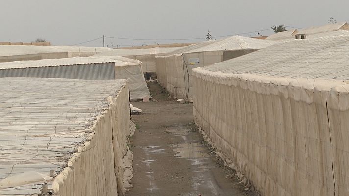 Noticias Andalucía - La huelga paraliza el campo