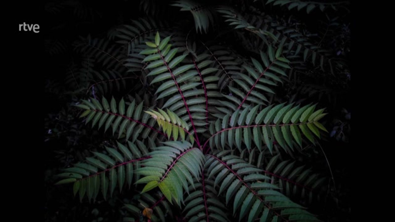 La aventura del saber - Boek visual: Luz Calleja de Castro - ver ahora