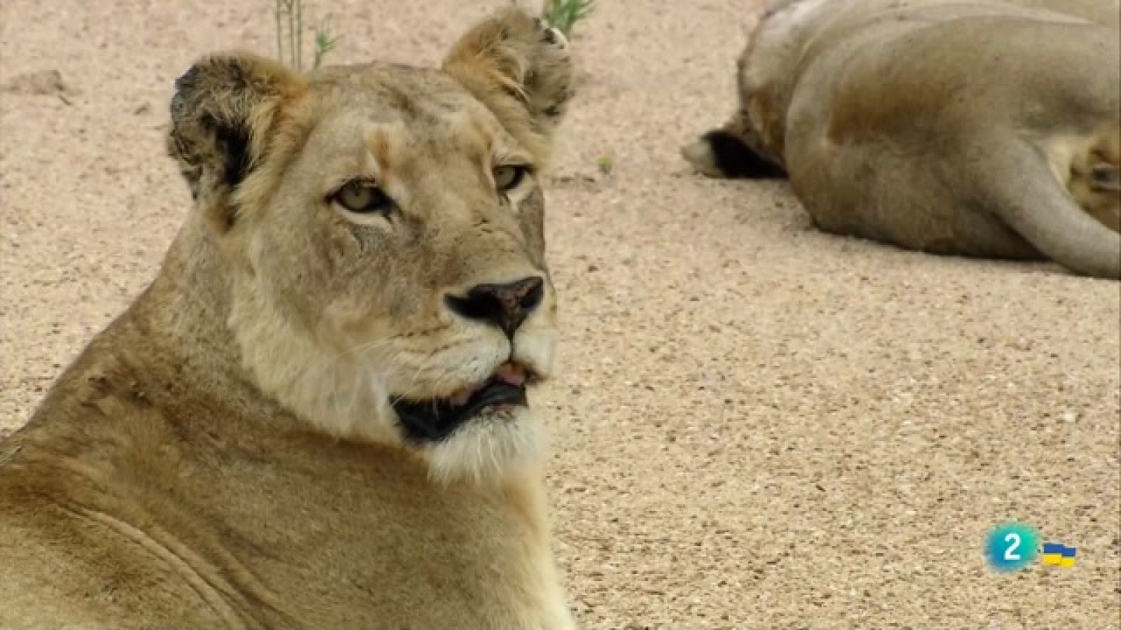 Som Documentals - Els regnes dels depredadors d'Àfrica: El Bushveld