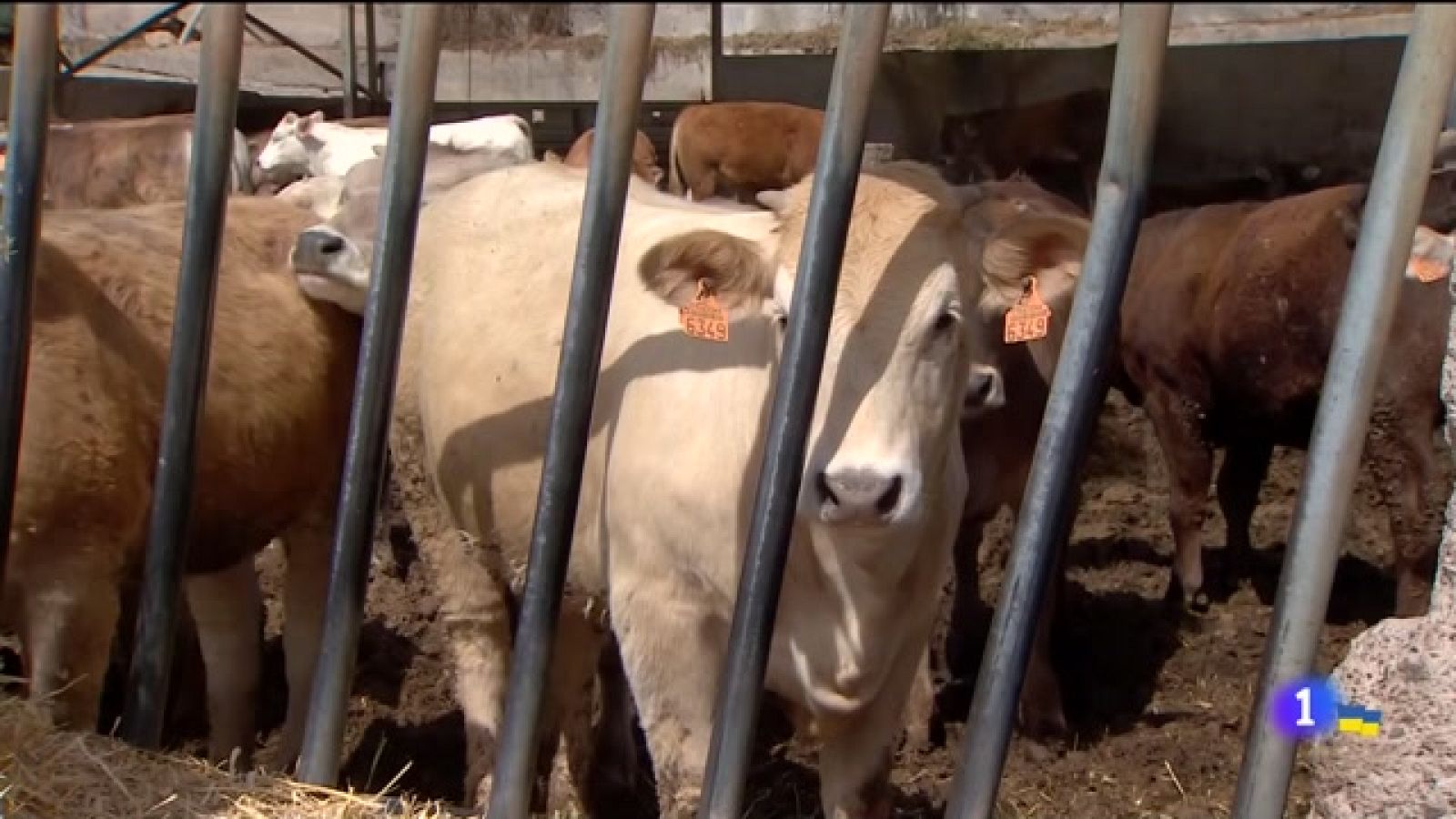 Telecanarias - 20/03/2022