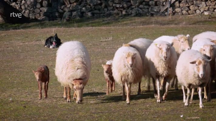 Aquí la Tierra - Cómo trabaja un perro pastor