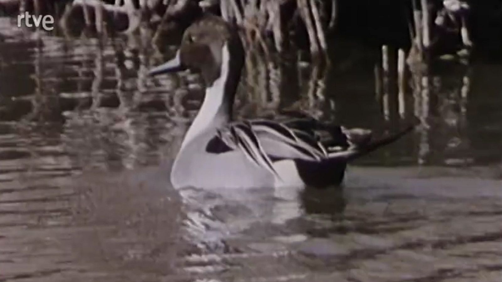 España húmeda - Lagunas y marismas - España húmeda | Ver