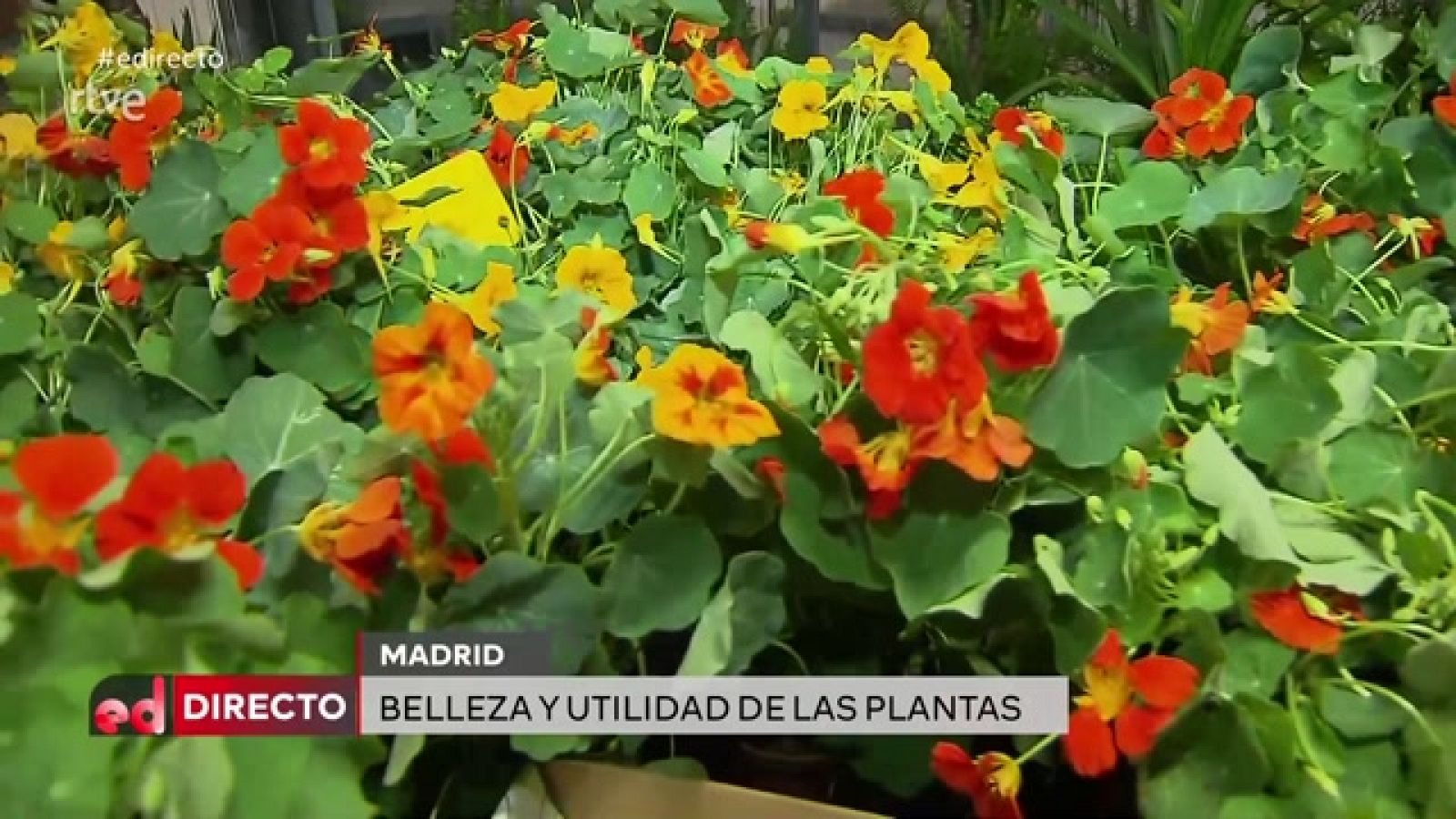 España Directo - Flores y colores para empezar la primavera