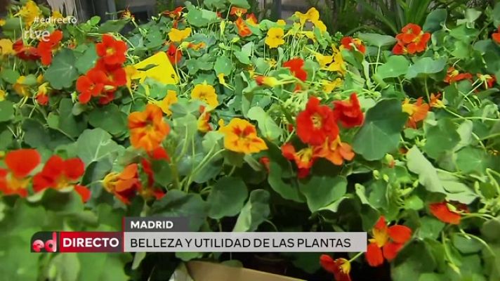 España Directo - Flores y colores para empezar la primavera