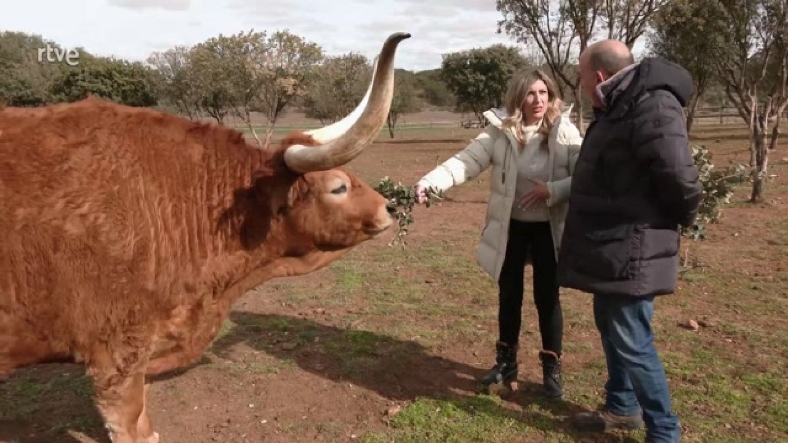 Aquí la Tierra - Resort de lujo para bueyes