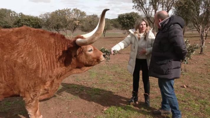 Aquí la Tierra - Resort de lujo para bueyes